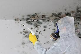 Islandia, NY Mold Removal Services Company